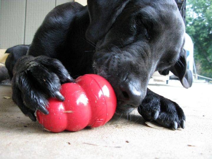 Five Frozen Treats for Your Kong-loving Dog