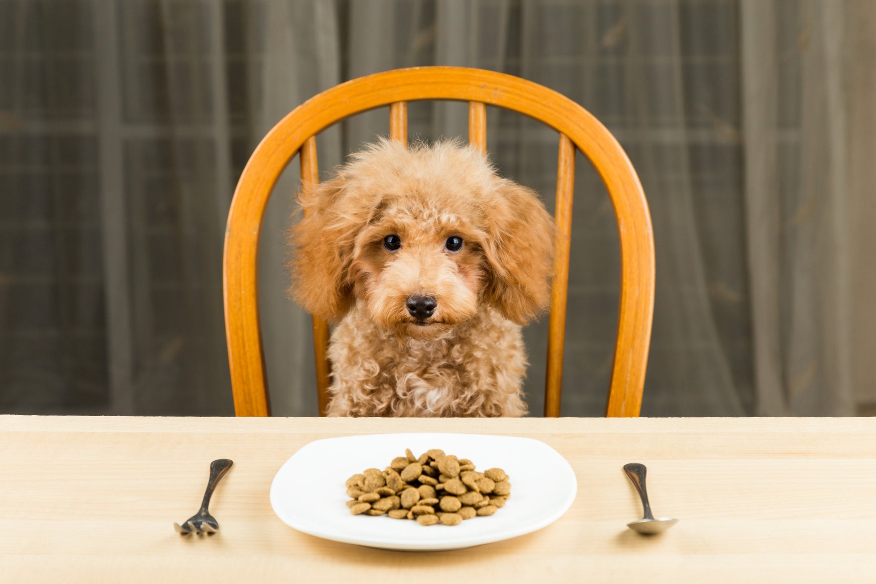 Treating Your Dog with Food